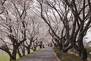 土浦桜まつり01