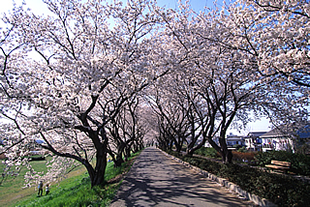 桜川堤01