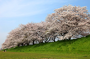 桜川堤02
