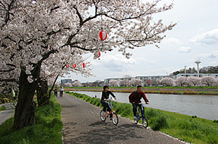 桜川堤03