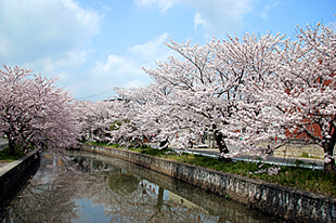 新川堤01