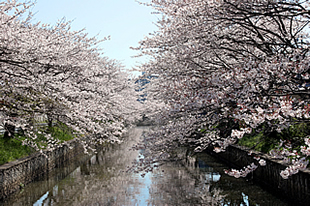 新川堤02