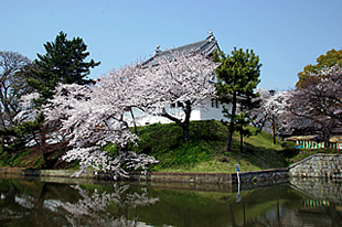 亀城公園の桜02