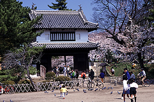 亀城公園の桜03