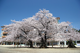 真鍋小学校の桜01