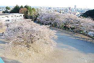 真鍋小学校の桜02