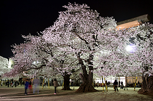 真鍋小学校の桜03