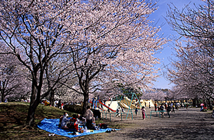 乙戸沼公園の桜01