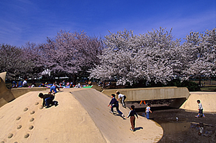 乙戸沼公園の桜02