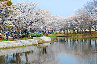 乙戸沼公園の桜03