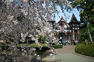 旧制土浦中学校本館の桜01