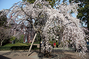 旧制土浦中学校本館の桜02