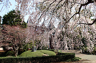 旧制土浦中学校本館の桜03
