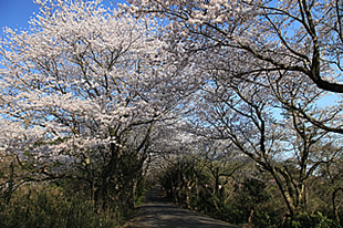竜ケ峰の桜01