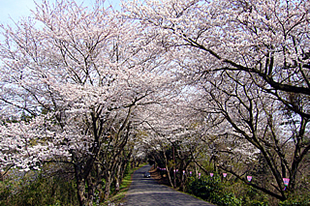 竜ケ峰の桜02