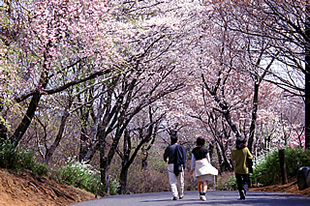 竜ケ峰の桜03