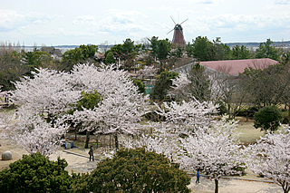 霞ヶ浦総合公園の桜01