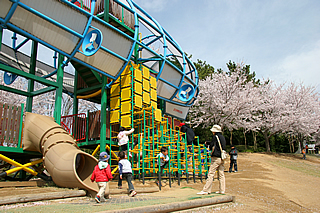 霞ヶ浦総合公園の桜02