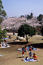 霞ヶ浦総合公園の桜03
