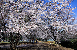 神立公園の桜01