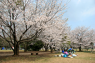 神立公園の桜02