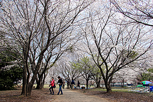 神立公園の桜03