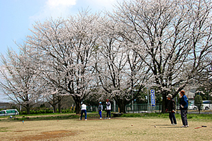 中貫公園の桜01