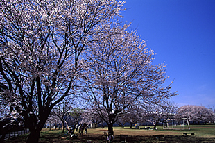 中貫公園の桜02
