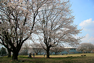 中貫公園の桜03
