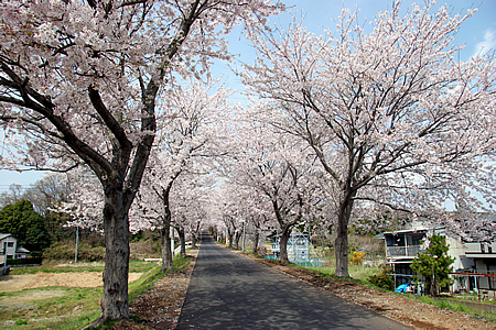 土浦三高の桜01
