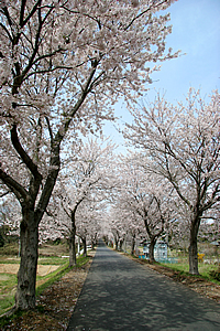 土浦三高の桜02