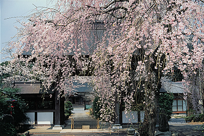 神宮寺の桜01