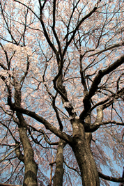 神宮寺の桜02