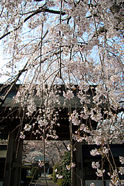 神宮寺の桜03
