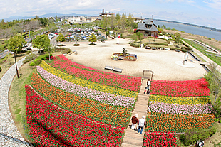 霞ヶ浦総合公園（チューリップ）02