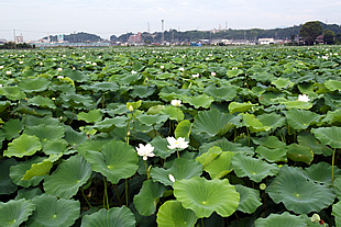 ハス田01