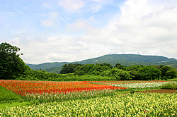 グラジオラス01