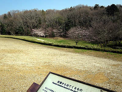 白いものは桜の花びらではなく貝殻です