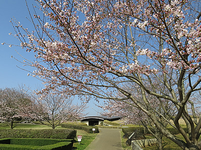 桜と貝層断面展示施設