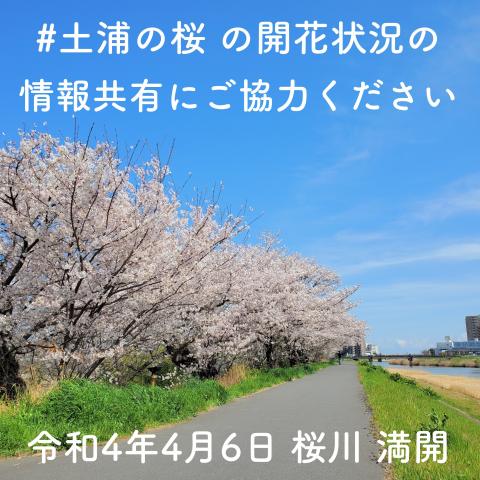 土浦市の桜の開花状況をお知らせします！