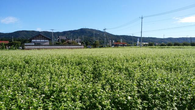 常陸秋そば１