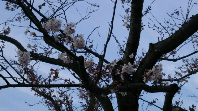 湖畔の土手の桜