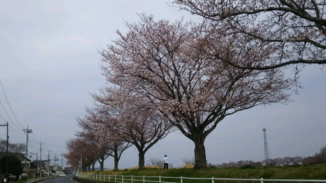 場所によってはもうこんなに咲いています。