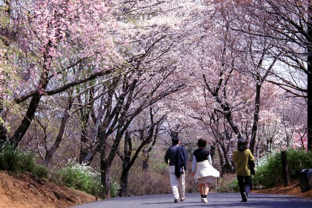 竜ヶ峰の桜