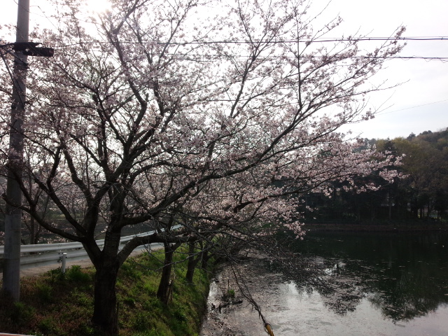 池の台の池