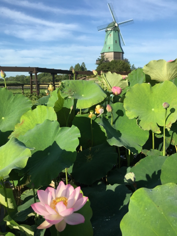 霞ヶ浦総合公園の花蓮