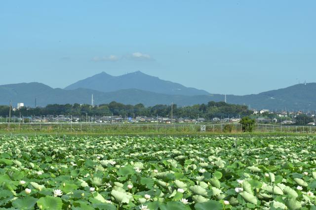 土浦市のなかにあるジオパーク資源（沖宿ハス田）