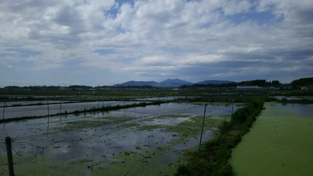 レンコン情報